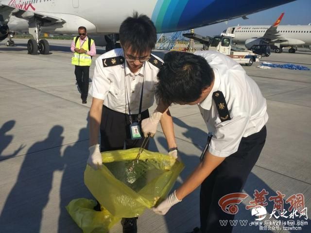 西安一航班上发现活体蛇 藏在毛毯袋中