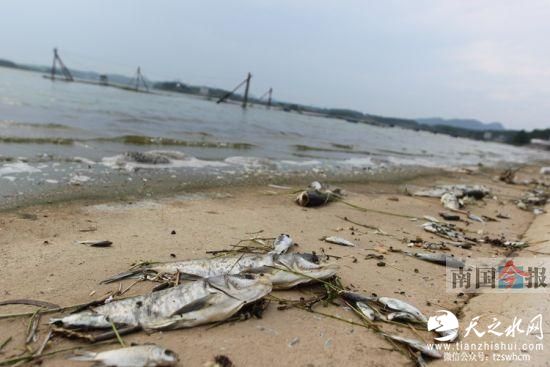 广西水库疑被人投入杀虫剂 约10万公斤鱼类死亡