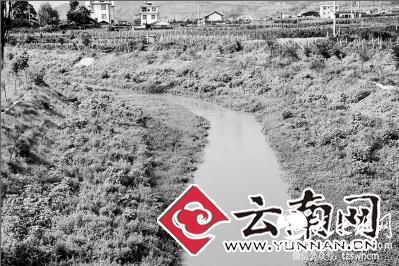 史前凶猛鱼现身宾川桑园河 身如长蛇嘴似鳄