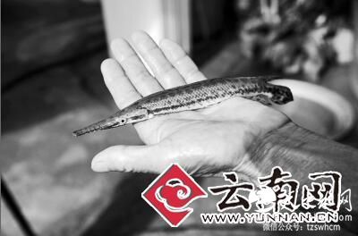 史前凶猛鱼现身宾川桑园河 身如长蛇嘴似鳄