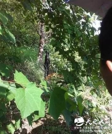 四川阆中公路局长被发现吊死树上 警方介入调查