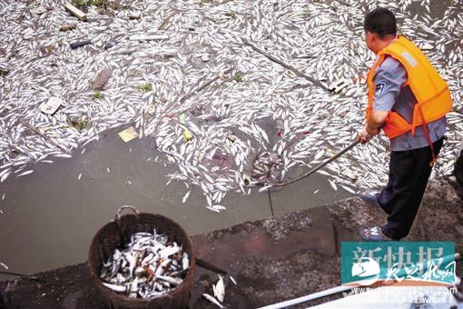 广州花地河现数千斤死鱼 近两公里河面一片白