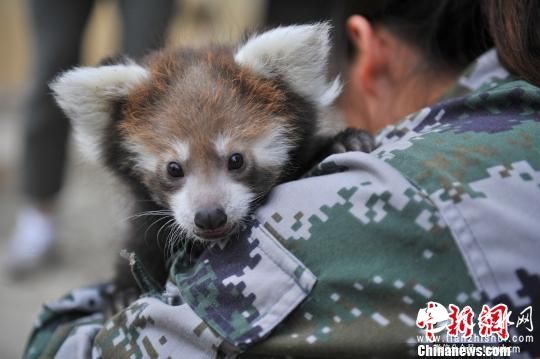 云南首次成功人工繁育小熊猫 命名“虫虫”(图)