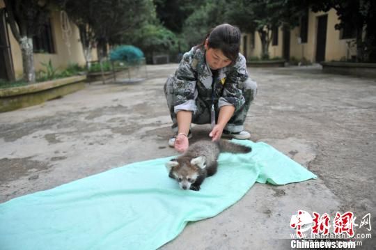 云南首次成功人工繁育小熊猫 命名“虫虫”(图)