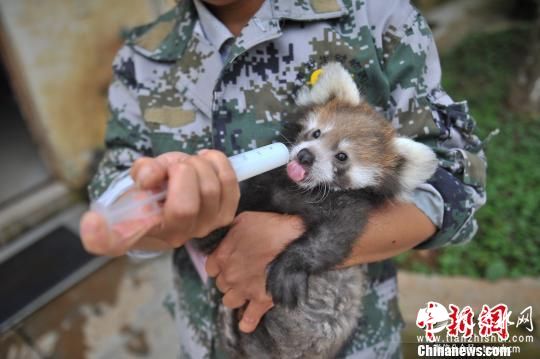 云南首次成功人工繁育小熊猫 命名“虫虫”(图)