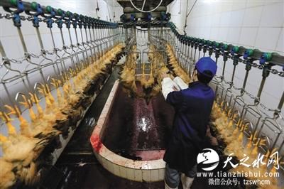 山东对肉鸡屠宰推行“临终关怀” 宰杀前要静养