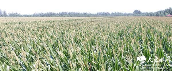 新疆铲除两千亩转基因玉米 专家呼吁切断种源