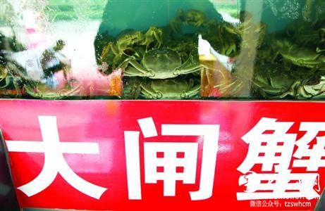 中秋大闸蟹售价逼近历史最高 专家：当心早捕蟹