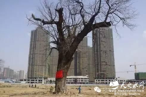 郑州城中村拆迁分房 双男户比双女户多分250平米