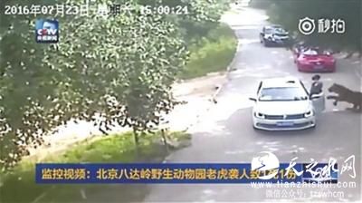 八达岭动物园猛兽区重开自驾游 东北虎园未开