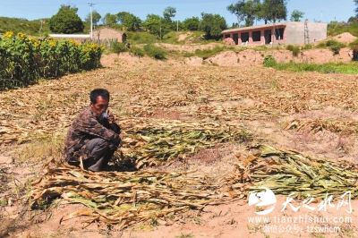 陕西靖边4000亩转基因玉米遭强铲