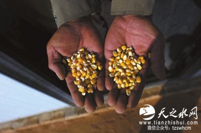 陕西靖边4000亩转基因玉米遭强铲