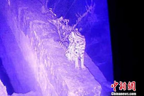 视频拍摄到的豹猫。 钟欣 摄