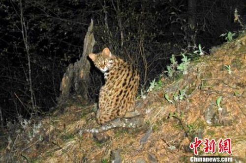 豹猫（资料图）。 钟欣 摄