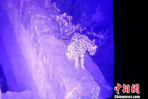 视频拍摄到的豹猫。 钟欣 摄
