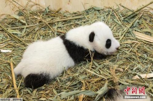 资料图：大熊猫。