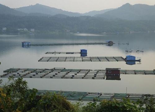 湖北宜都，清江库区的网箱养鱼犹如摆八卦阵。 东方IC 图