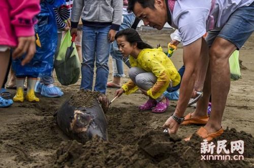 家长和孩子们一起埋葬死去的小江豚。