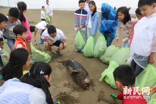 孩子们在海滩上发现死亡的小江豚。