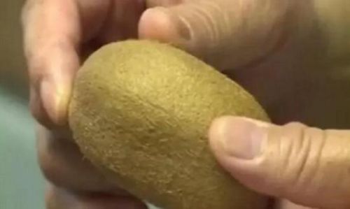 又到了吃猕猴桃的季节。大家都知道，猕猴桃是水果中的“维C之王”，很多人都会买来给小孩、孕妇、老人吃。红心的、黄心的、绿心、让人眼花缭乱。红心甜，黄肉香，绿肉耐贮藏。不过最近，苏州的高先生却买了一个“长寿”猕猴桃，尝试了许多催熟妙招后，138天过去了，竟然一点变化都没有！ （来自：现代快报）