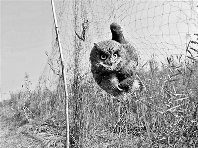 落入捕鸟网的国家二级保护动物东方角鸮