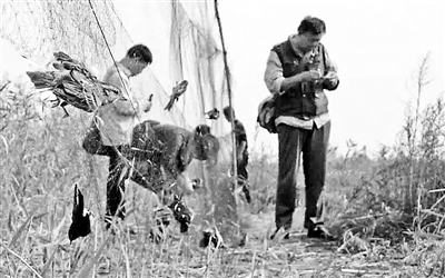 十一长假期间，大量护鸟志愿者前往当地拆网救鸟