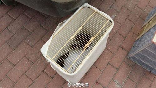 被抓捕的鸟，关在笼子里。 @平安天津 图