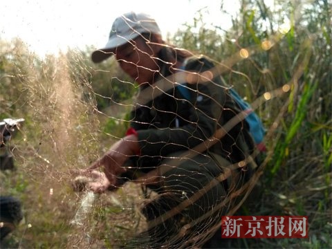 滨海物流加工区附近芦苇地，志愿者正在解救候鸟。新京报记者 逯仲胜 摄