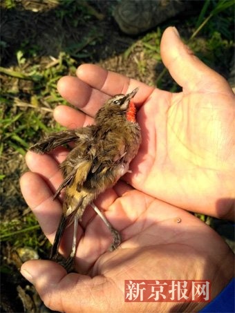 死于“网海”的候鸟中不乏珍贵品种，图为“三有”保护动物红喉歌鸲。新京报记者 逯仲胜 摄