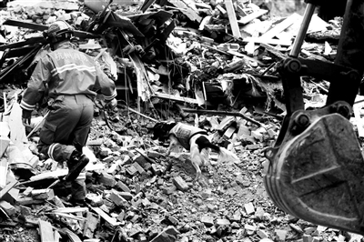 搜救犬在废墟上寻找幸存者