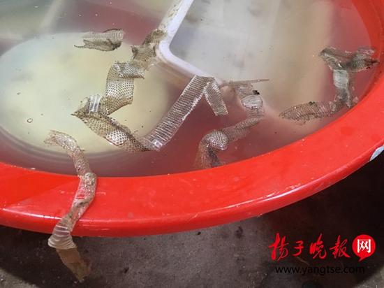 养殖场内的蛇皮。