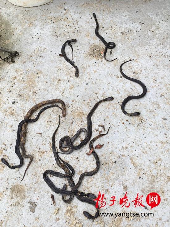 养殖场内饿死的幼蛇。