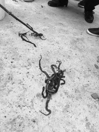现场的死蛇。图/东方IC