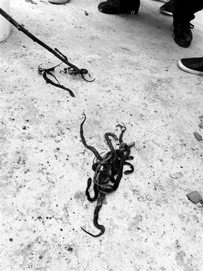 养殖场里被发现的死蛇供图/视觉中国