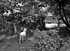 华商报讯（记者 毛蜜娜）“啊？羊卖掉了！那就好&hellip;&hellip;”西安市民李女士家住城西光华小区，因小区里有人养了一群羊，她和许多居民都很苦恼甚至郁闷。昨日，当她听说被困扰的问题解决后，长舒了一口气。