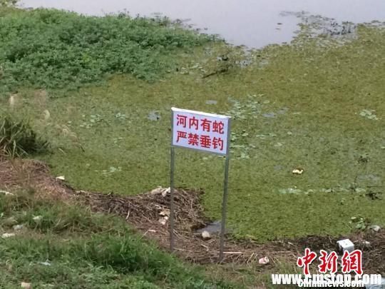 南京眼镜蛇幼蛇逃逸曝光40小时，当地居民家家户户石灰封门窗。 李珂 摄