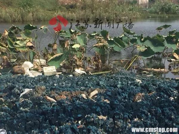 现场水塘可见明显的墨绿色结晶