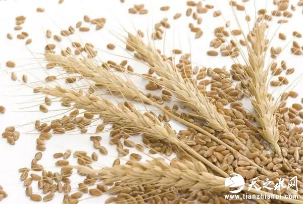 由于进口小麦价格低，质量好，进口的澳麦和加麦成为不少面粉加工企业首选的原料。受进口小麦配额的限制，石磨坊公司每年进口小麦总量只有1000多吨。薛旺志说，进口麦品质好，价格还比国内小麦低，如果不是配额限制，我们肯定全部都用进口麦子。