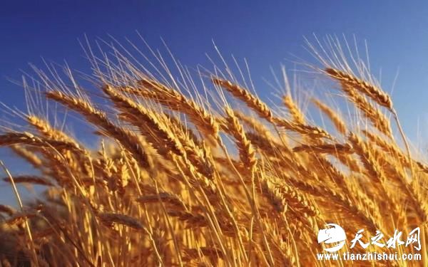 农民种粮不愁卖粮愁