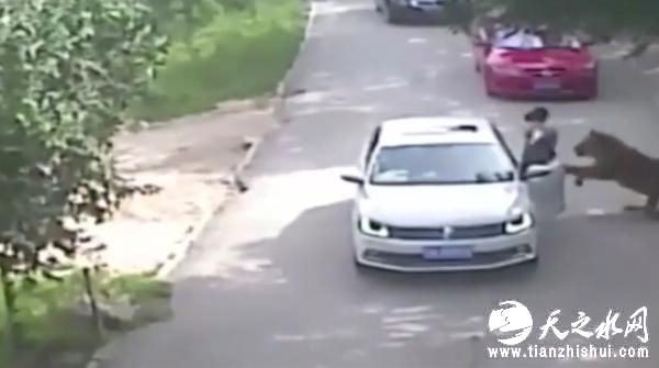 事发时监控录像，老虎扑向车边的赵女士。