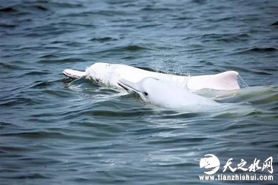 在中交港珠澳大桥项目的网站,政知道看到,工程简介中写明岛隧工程合同工期是到2016年3月结束,但明显工期被推后了,目前还有4根沉管没有安装。至于期间各类停工原因,政知道也不再赘述了。