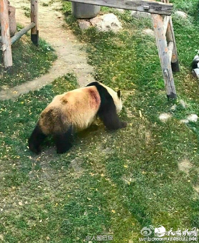 @人民日报：【网曝兰州动物园大熊猫被虐待兰州动物园：不慎被竹子刺伤】近日，网友曝光一组兰州动物园大熊猫“蜀兰”疑似有伤的图片，引发关注。兰州动物园回应，伤口大小不到一公分，可能是大熊猫抱着竹子躺下吃的时候被刺破的。兽医处理时用碘酊喷涂伤口表面以防感染，因为网传照片拍摄距离远，所以疑似伤口大面积出血。