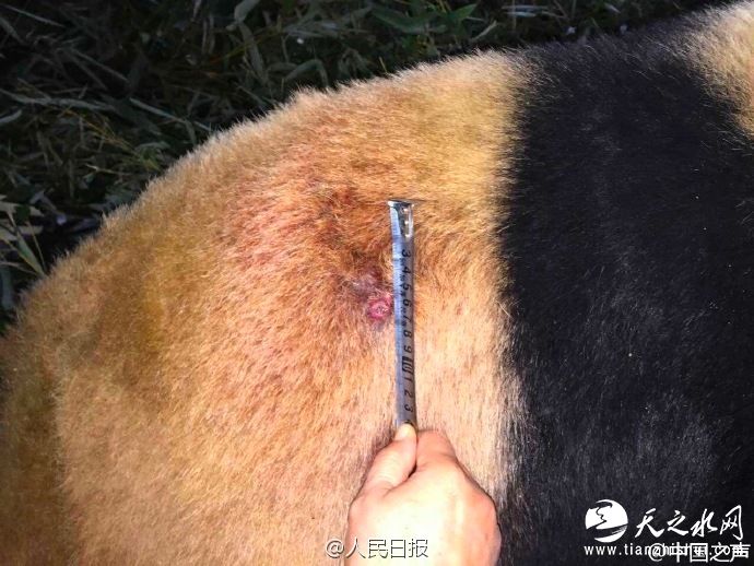 兰州动物园回应“大熊猫遭虐待”：不慎被竹子刺伤