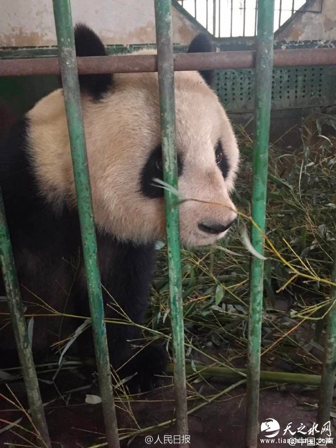 兰州动物园回应“大熊猫遭虐待”：不慎被竹子刺伤