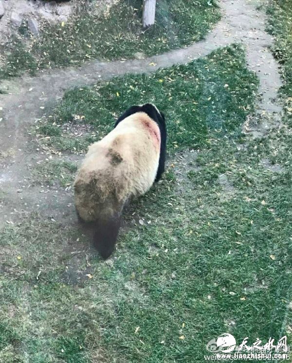 大熊猫“蜀兰”右侧肩背部疑似有伤。 @壁咚熊猫牙刷刷 图