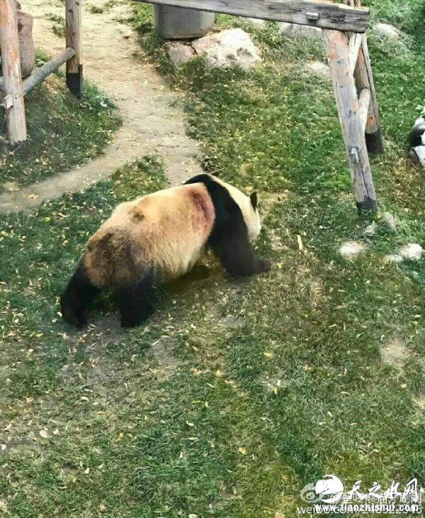 兰州动物园回应“虐待熊猫”传言：系蹭痒时被块石硬物划伤