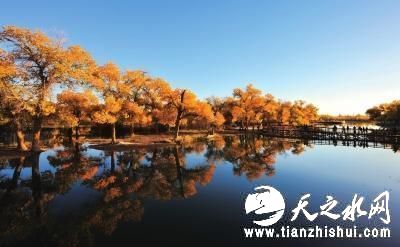 金秋十月，内蒙古额济纳旗的胡杨林迎来一年中最为美丽的季节。新华社发