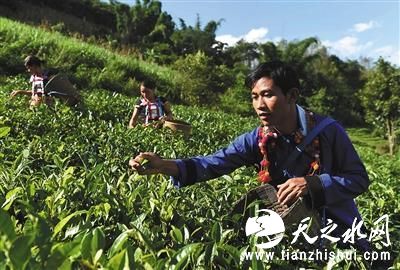 10月15日，云南德昂族青年在采摘茶叶，供应外地市场。云南今年将有17.59万“直过民族”贫困人口脱贫。新华社发