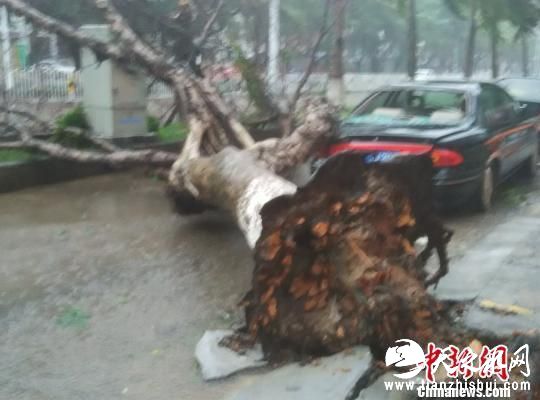 海口市区一棵大树倒伏砸中轿车。 王子谦 摄