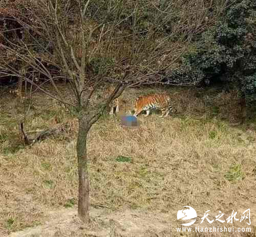1月29日下午，雅戈尔动物园发生老虎伤人事件，致一人死亡。